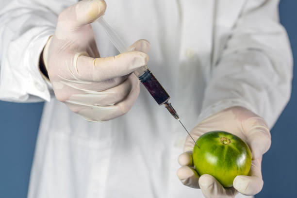 실험실 도우미는 질산염이 있는 녹색 토마토에 주입하여 신선하고 gmo입니다. - genetic modification dna tomato genetic research 뉴스 사진 이미지