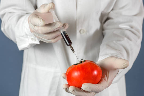 trabalhador de laboratório agrícola de foco seletivo injetando tomate com nitratos para mantê-lo fresco, ogmo. feche. - genetic modification genetic mutation genetic research vegetable - fotografias e filmes do acervo