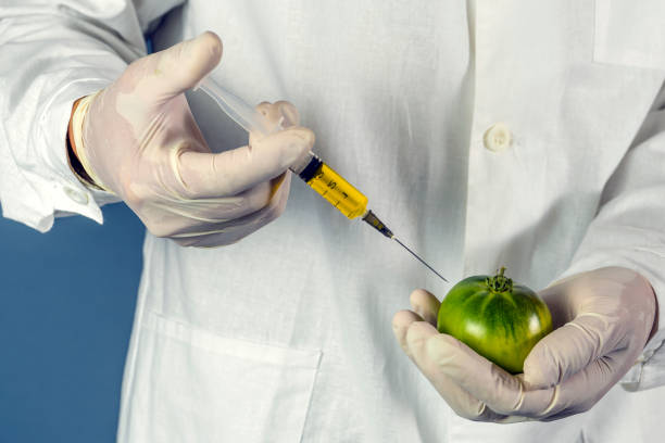 実験室の助手は、彼らが新鮮な、遺伝子組み換え作物になるように硝酸塩と緑のトマトに注入します。 - genetic modification genetic mutation genetic research vegetable ストックフォトと画像