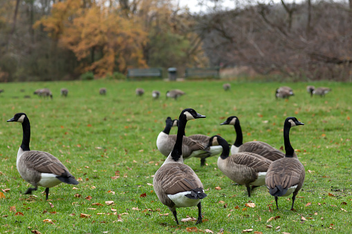 canada geese on a meadow in a park, bench in the background, autumn