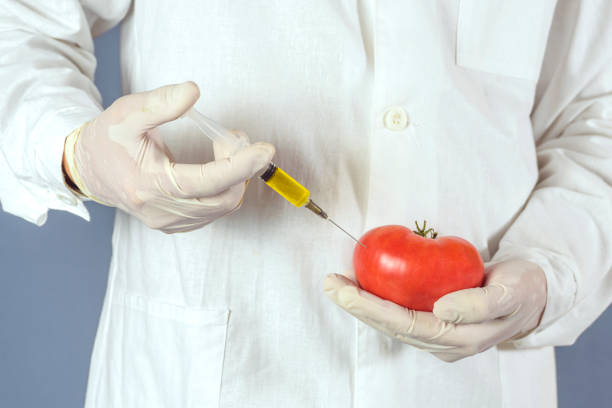 selektiver fokus landwirtschaftlichen laborarbeiter, der tomaten mit nitraten injiziert, um sie frisch zu halten, gmo. - genetic modification dna tomato genetic research stock-fotos und bilder