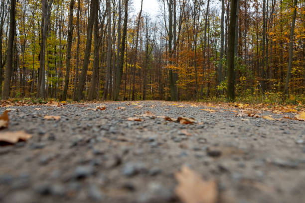 walkway in a forest, green leafes, sunlight, autumn colors - leafes autumn grass nature imagens e fotografias de stock