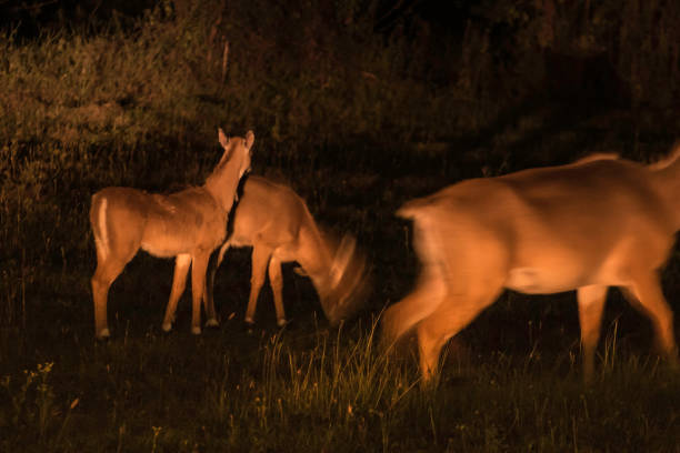 Sambar Deer darting out of lake waters.