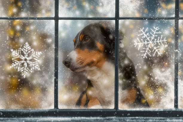 Dog is looking through the window. The snow falls outside. The winter came. Christmas Dog