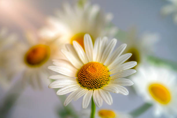 istock White Daisy close-up illuminated by the solar rays 1287053060