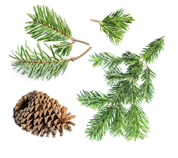 istock Set of  Fir tree branches and pine cone isolated on white background. Pattern. Christmas tree, wintertime concept.