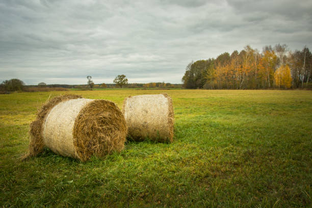 Digitally generated landscape of a large hay field with numerous straw bales on the field and dark cloudy sky in the background.\n\nThe scene was created in Autodesk® 3ds Max 2024 with V-Ray 6 and rendered with photorealistic shaders and lighting in Chaos® Vantage with some post-production added.