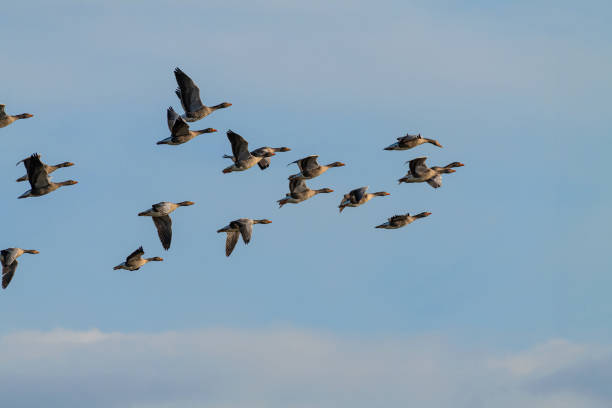 istock A flock of Greylag Geese in Flight 1287055595