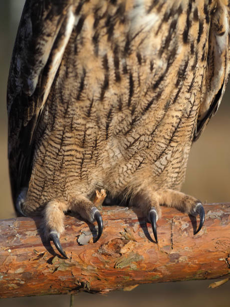 自然の中でフクロウのクローズアップの爪 - owl awe bird close up ストックフォトと画像