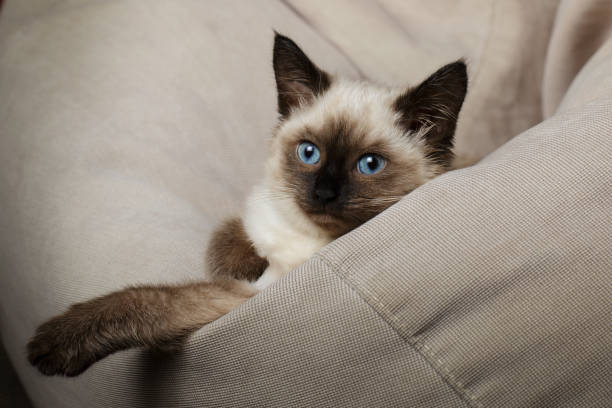 Balinese cat, kitten with blue eyes is lying on bag chair Balinese cat, kitten with blue eyes is lying on bag chair balinese culture stock pictures, royalty-free photos & images