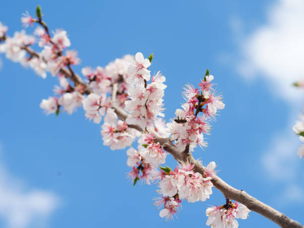 見る角度から写真を撮ると、白いアプリコットの花が青空と白い雲を背景に満開です - clear sky flower part flower macro ストックフォトと画像