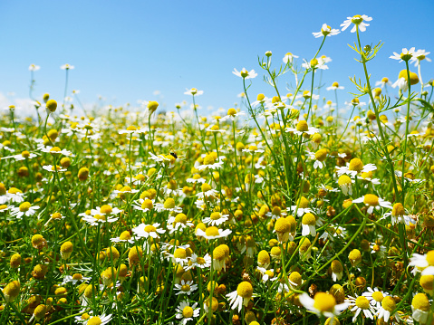 Chamomile, an essential oil spice plant grown in a large area, blooms