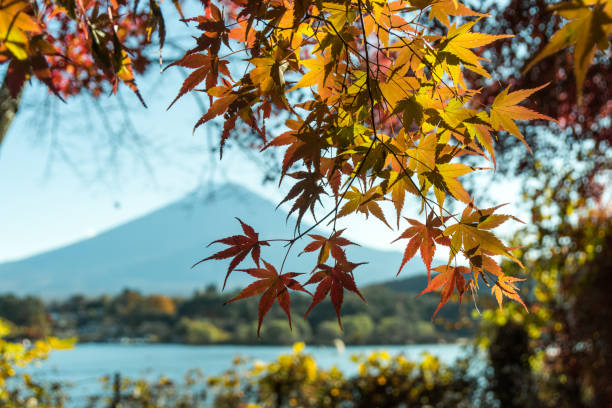 schönes laub von herbst ahornblätter in grationsfarbe, gegen mt fuji als hintergrund. - gradiation stock-fotos und bilder