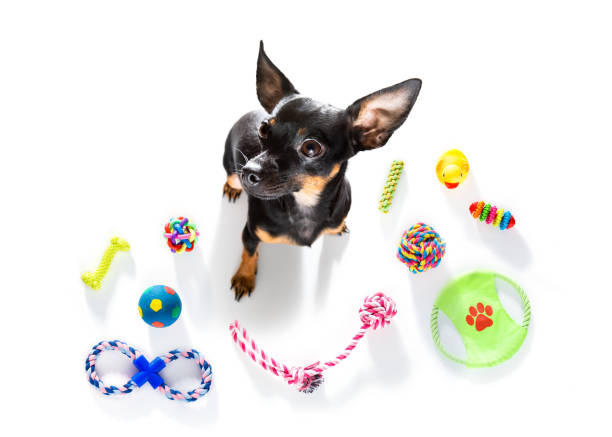 istock dog with pet toys on white 1287058814