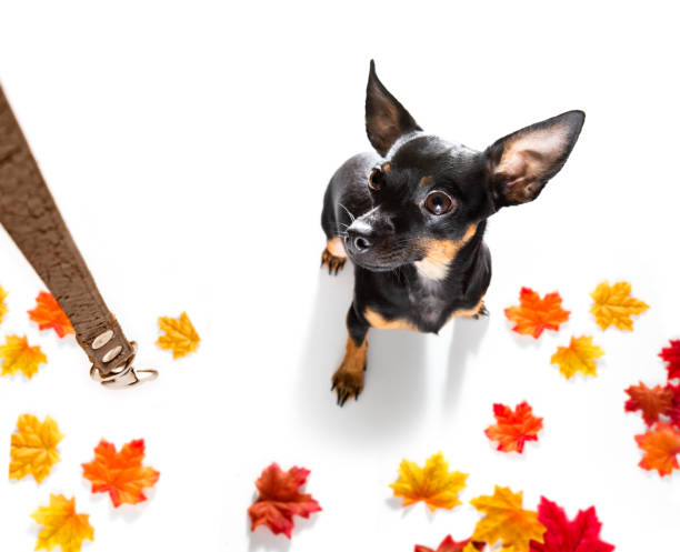 istock dog and owner  with leash 1287058860