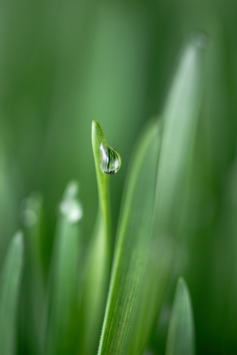 Close up of a drop of water on wheatgrass.