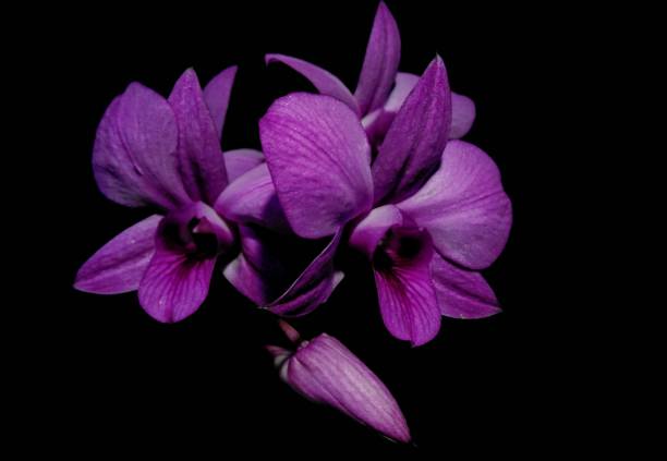 istock Purple Orchid Flower Isolated on Black Background. 1287060178