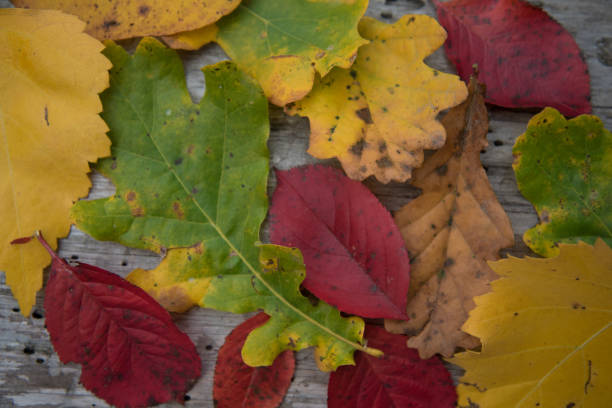 istock Various autumn leaves. Leaves from different trees. Leaves of different colors 1287061046