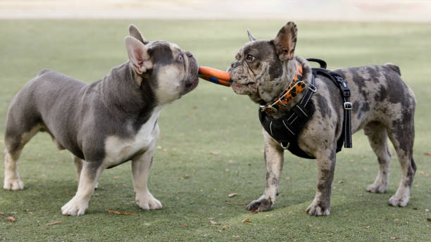 dwa francuski buldog szczenięta pobieranie twarzą w twarz - dog park retrieving humor zdjęcia i obrazy z banku zdjęć