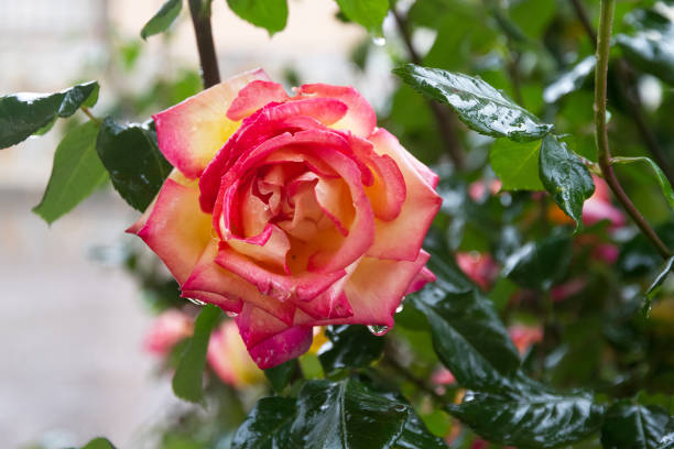 Natural rose with water drops - Rosa natural con Gotas de Agua Pink and yellow rose with drops of rain water - Rosa  de color rosa y amarillo con gotas de agua de lluvia lluvia stock pictures, royalty-free photos & images
