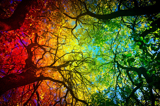 Otoño en las copas de los árboles con tratamiento fotográfico a color - Árboles desde abajo con tratamiento fotografico del color photo