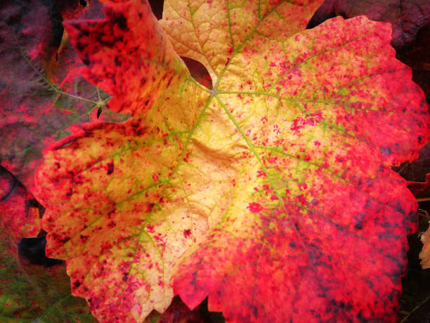 Vine leaf detail with vivid autumnal colorful, red and yellow