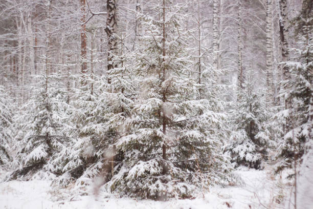 Snow-covered trees - monoculture