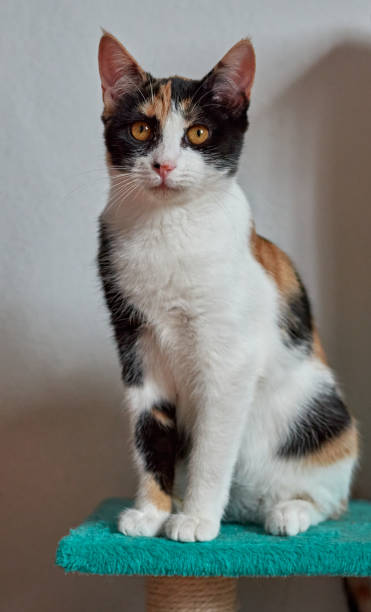 istock Adorable tricolor cat sitting 1287063846