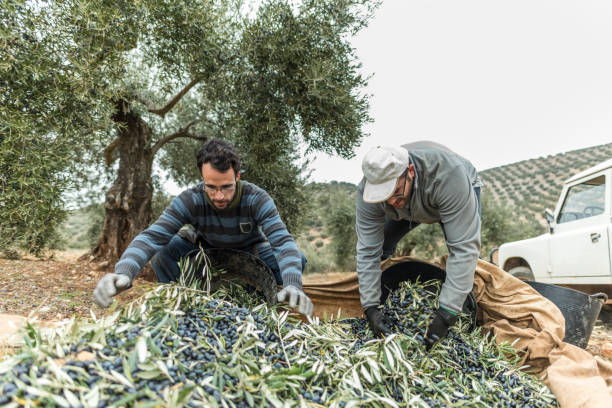 l’ouvrier d’agriculteur d’olive tire le manteau pour attraper les olives qui sont tombées au sol et remplissent les paniers pour charger la remorque - fitness trainer photos et images de collection