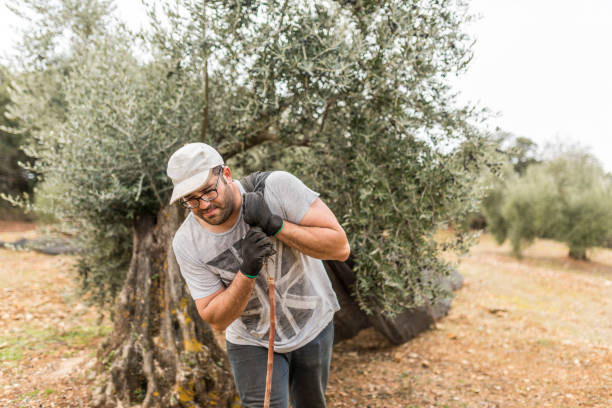 istock Olive farmer worker pulls the collection net to move the harvested olives to the next olive 1287064404