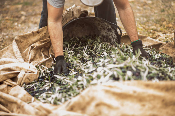 Man collecting black olives into a basket
