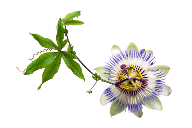 Passiflora passionflower isolated on white background. Big beautiful flower. A branch of creepers. Passiflora passionflower isolated on white background. Big beautiful flower. A branch of creepers. passion fruit flower stock pictures, royalty-free photos & images
