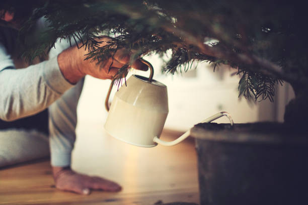 Male hands water a potted Christmas tree stock photo