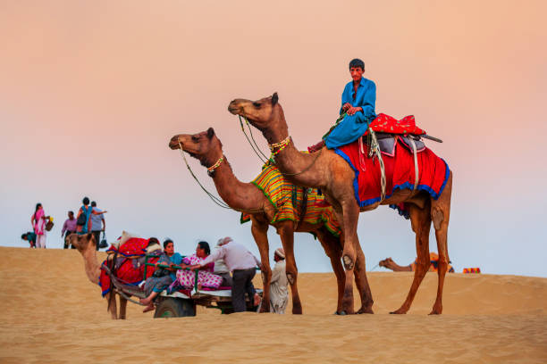 safari in cammello nel deserto di thar, jaisalmer - india travel journey camel foto e immagini stock