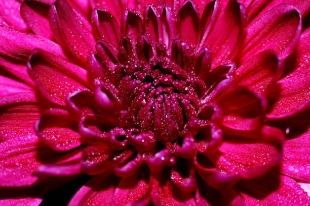 istock Blossom of Red Chrysanthemum - macro 1287067159