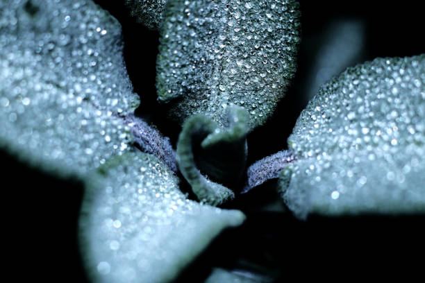 Fresh Sage leaves with water drops - macro