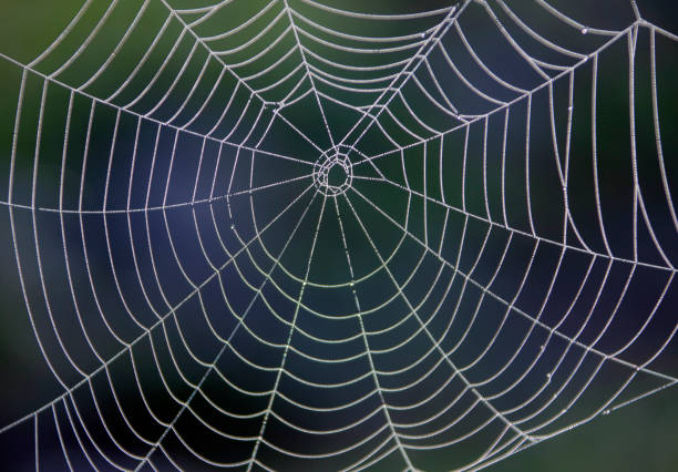 istock The geometry of the network and water droplets on spider threads. 1287067378