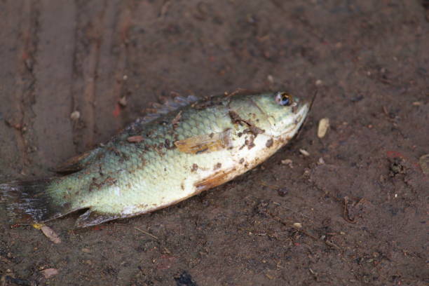istock Anbas fish laying on ground during rainy season anabas walking on ground 1287068075