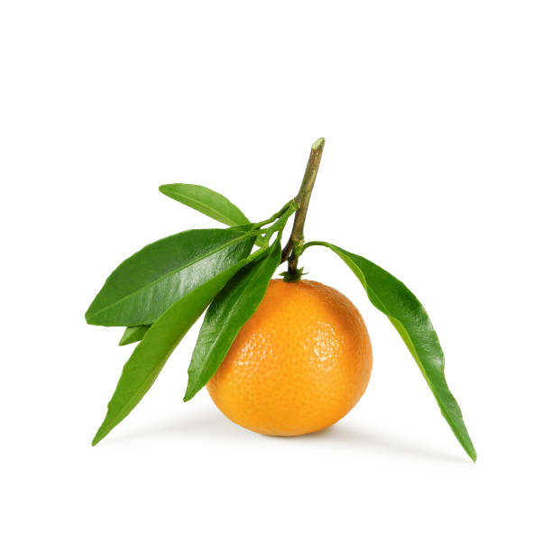 istock Ripe tangerine clementine with lush foliage isolated 1287068213