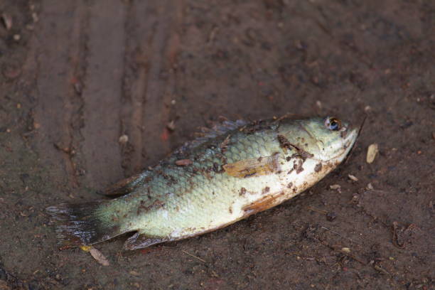 istock Anbas fish laying on ground during rainy season anabas walking on ground 1287068238