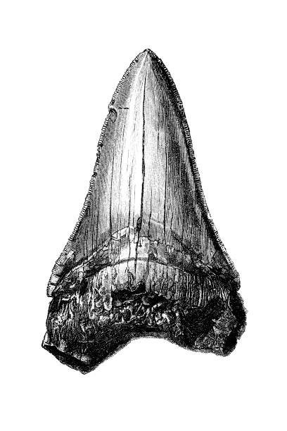 Illustration of a Carcharodon megalodon tooth