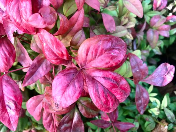 istock green leaves turning pink in autumn 1287069627