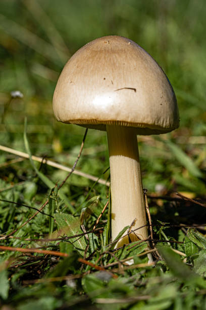 istock A wild mushroom in the grass 1287069664