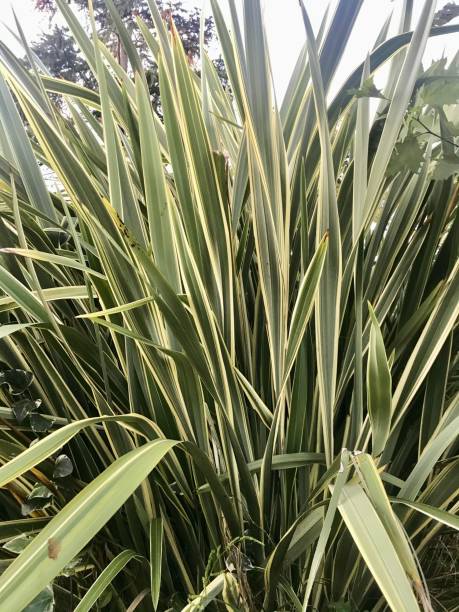 istock view from nature from green plants 1287071608