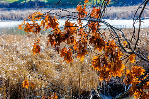 Dead dry leaves hanging from branches against pond in winter.