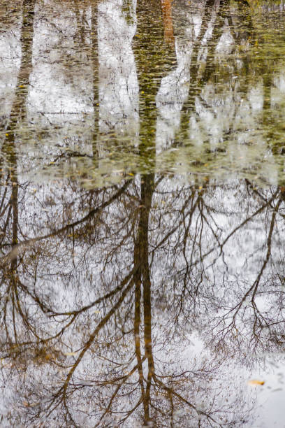 istock Reflection of a tree in the water of a small pond 1287072010