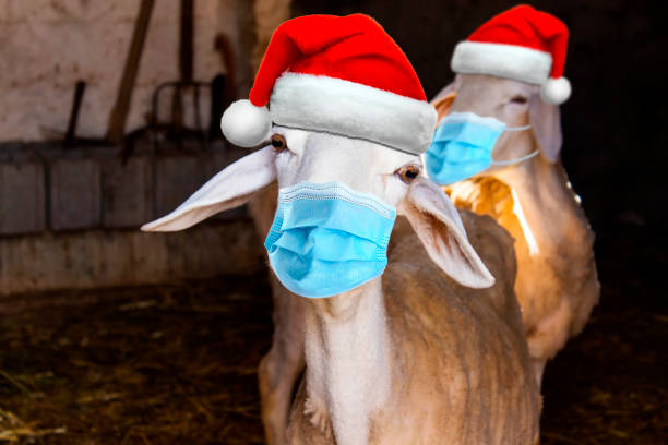 Sheep wearing medical mask and party hat. christmas concept Sheep wearing medical mask and party hat. christmas concept lamb animal photos stock pictures, royalty-free photos & images