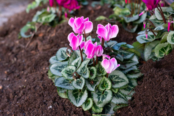Just planted bright magenta colored cyclamen flowers with green leaves in the ground. Just planted bright magenta colored cyclamen flowers with green leaves in the ground.Decoration flowerbed in the park by planting cyclamen flowers. cyclamen stock pictures, royalty-free photos & images