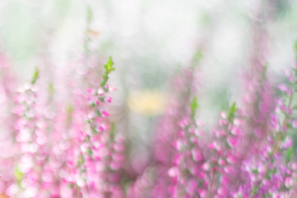 istock Horizontal blurred botanical background with heather flowers in sparkles and bokeh effect. 1287073863