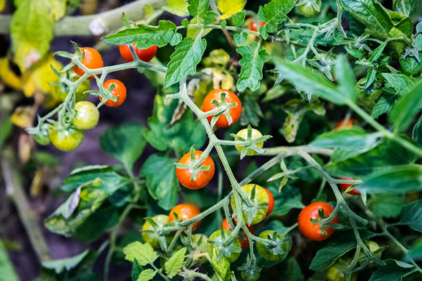 istock fresh tomatoes from your own garden 1287073874